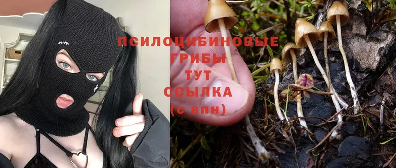 Псилоцибиновые грибы Psilocybe  Белогорск 